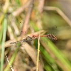 Große Heidelibelle (Sympetrum striolatum) 113-2016 GB2_0508-1