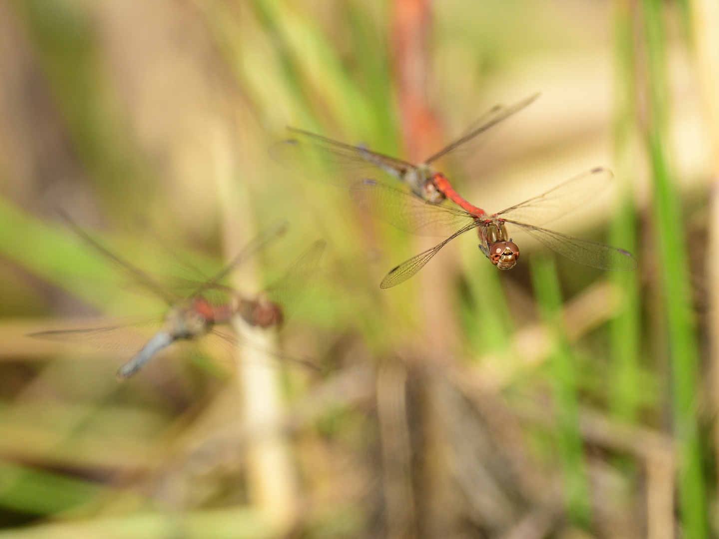 Große Heidelibelle (Sympetrum striolatum) 114-2016 GB2_0554-1