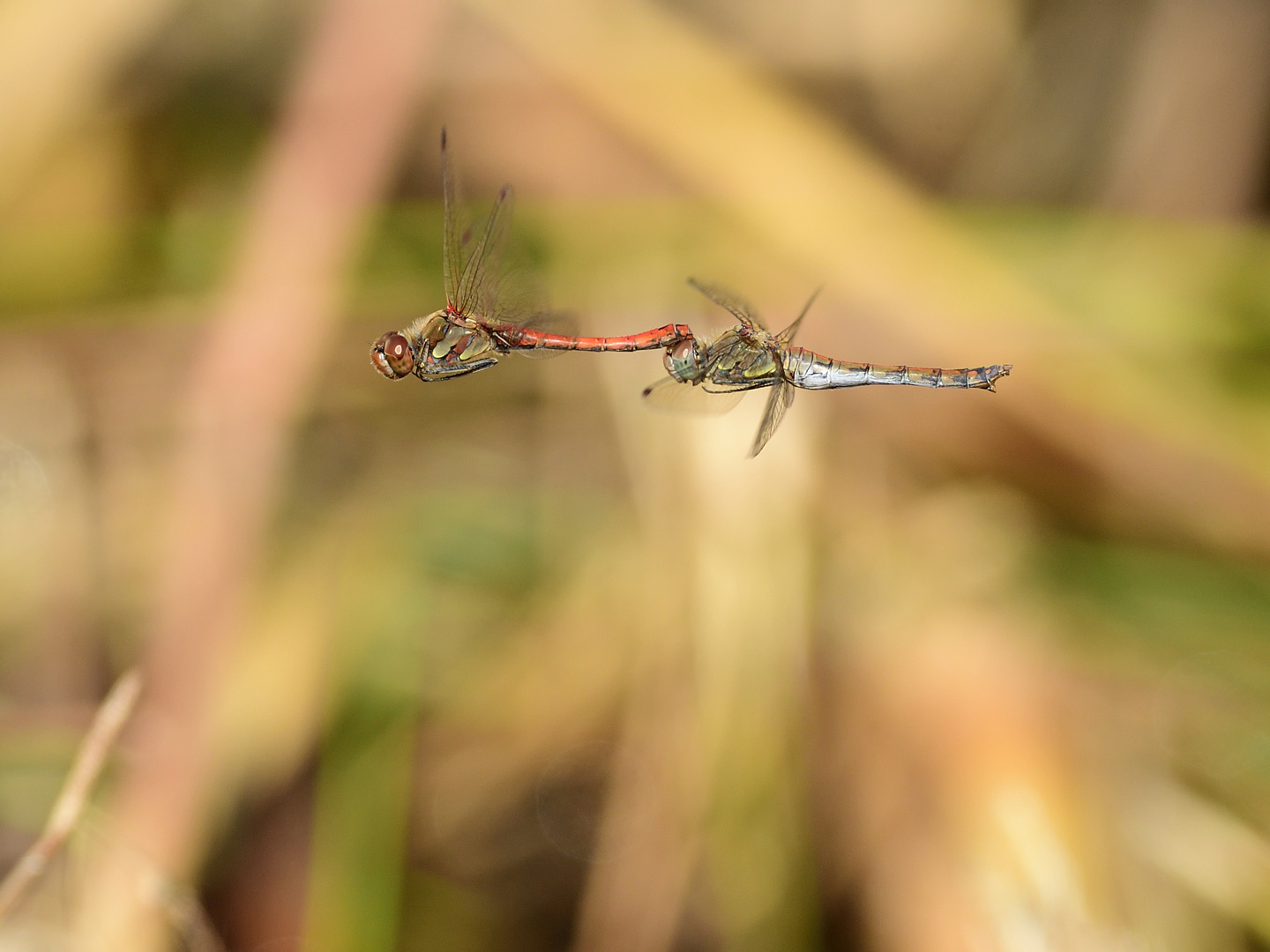 Große Heidelibelle (Sympetrum striolatum) 115-2016 GB2_0641-1