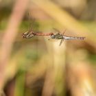 Große Heidelibelle (Sympetrum striolatum) 115-2016 GB2_0641-1