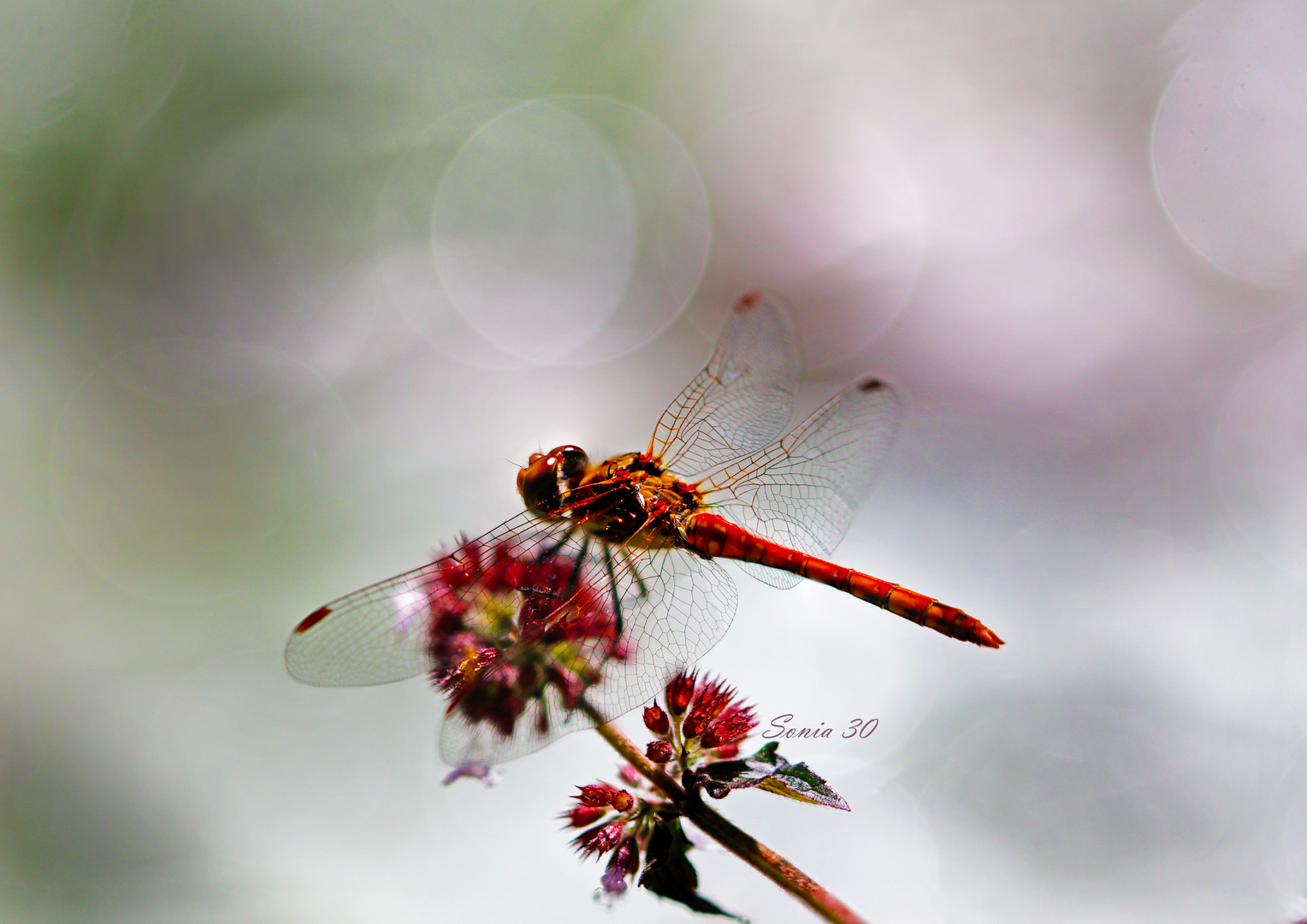 Große Heidelibelle (Sympetrum striolatum) 16.08.2020 Harlaching Bayern 