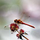 Große Heidelibelle (Sympetrum striolatum) 16.08.2020 Harlaching Bayern 