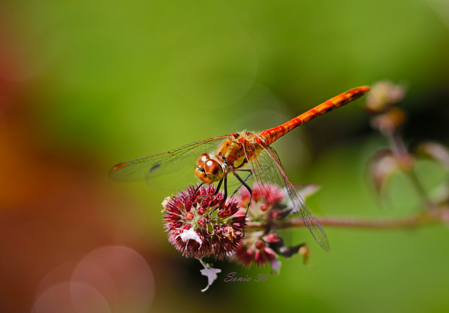 Große Heidelibelle (Sympetrum striolatum) 16.08.2020 Harlaching Bayern