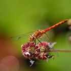 Große Heidelibelle (Sympetrum striolatum) 16.08.2020 Harlaching Bayern