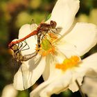 --- Große Heidelibelle (Sympetrum striolatum) ---