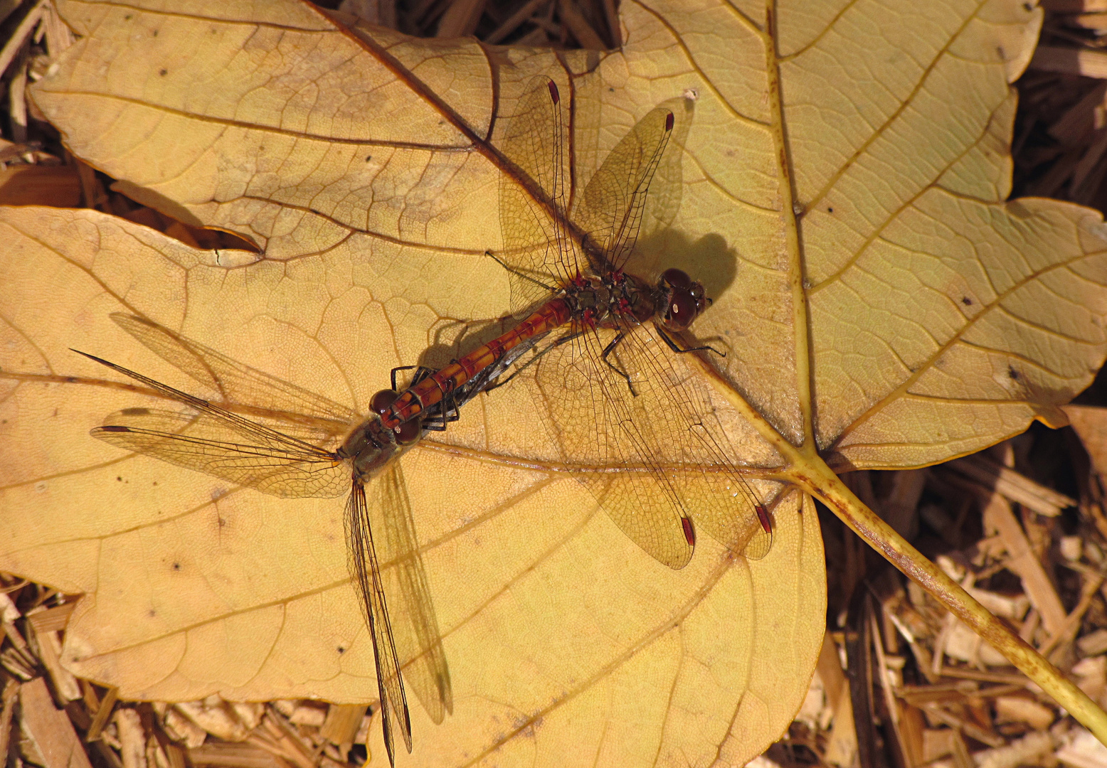 --- Große Heidelibelle (Sympetrum striolatum) --- 