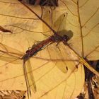 --- Große Heidelibelle (Sympetrum striolatum) --- 