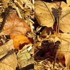 --- Große Heidelibelle (Sympetrum striolatum) ---