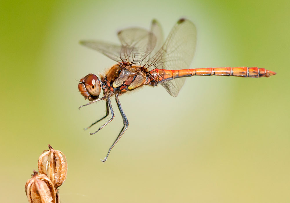 Große Heidelibelle (Sympetrum striolatum)