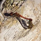 --- Große Heidelibelle (Sympetrum striolatum) --- 