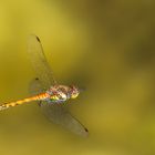 Große Heidelibelle (Sympetrum striolatum)