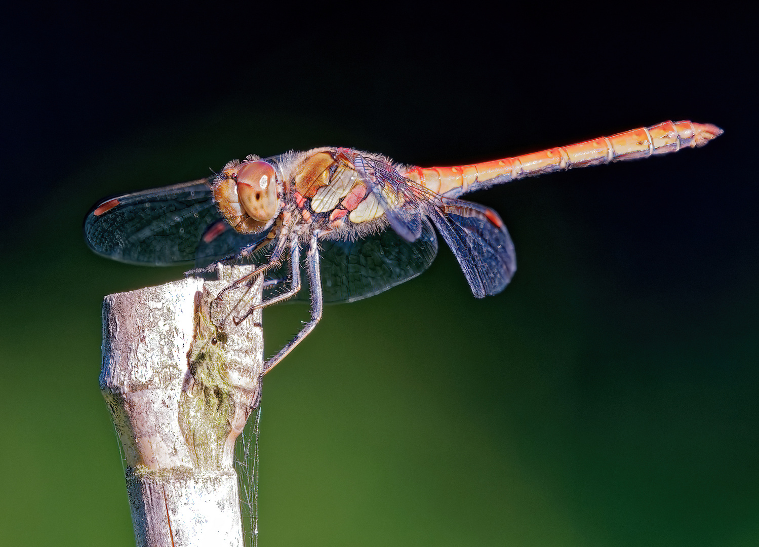 Große Heidelibelle – Sympetrum striolatum