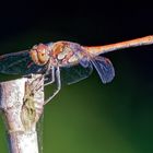 Große Heidelibelle – Sympetrum striolatum