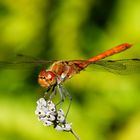 Große Heidelibelle - Sympetrum striolatum