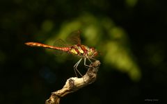 Grosse Heidelibelle (Sympetrum striolatum)