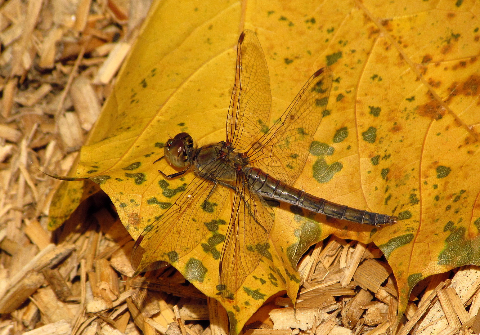 ... Große Heidelibelle (Sympetrum striolatum) ...