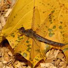 ... Große Heidelibelle (Sympetrum striolatum) ...