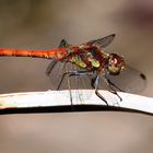 Große Heidelibelle (Sympetrum striolatum)