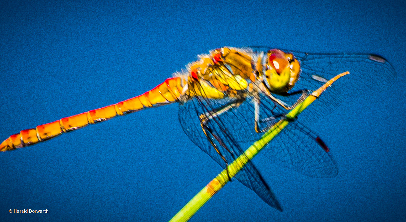 Große Heidelibelle (Sympetrum striolatum)