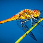 Große Heidelibelle (Sympetrum striolatum)