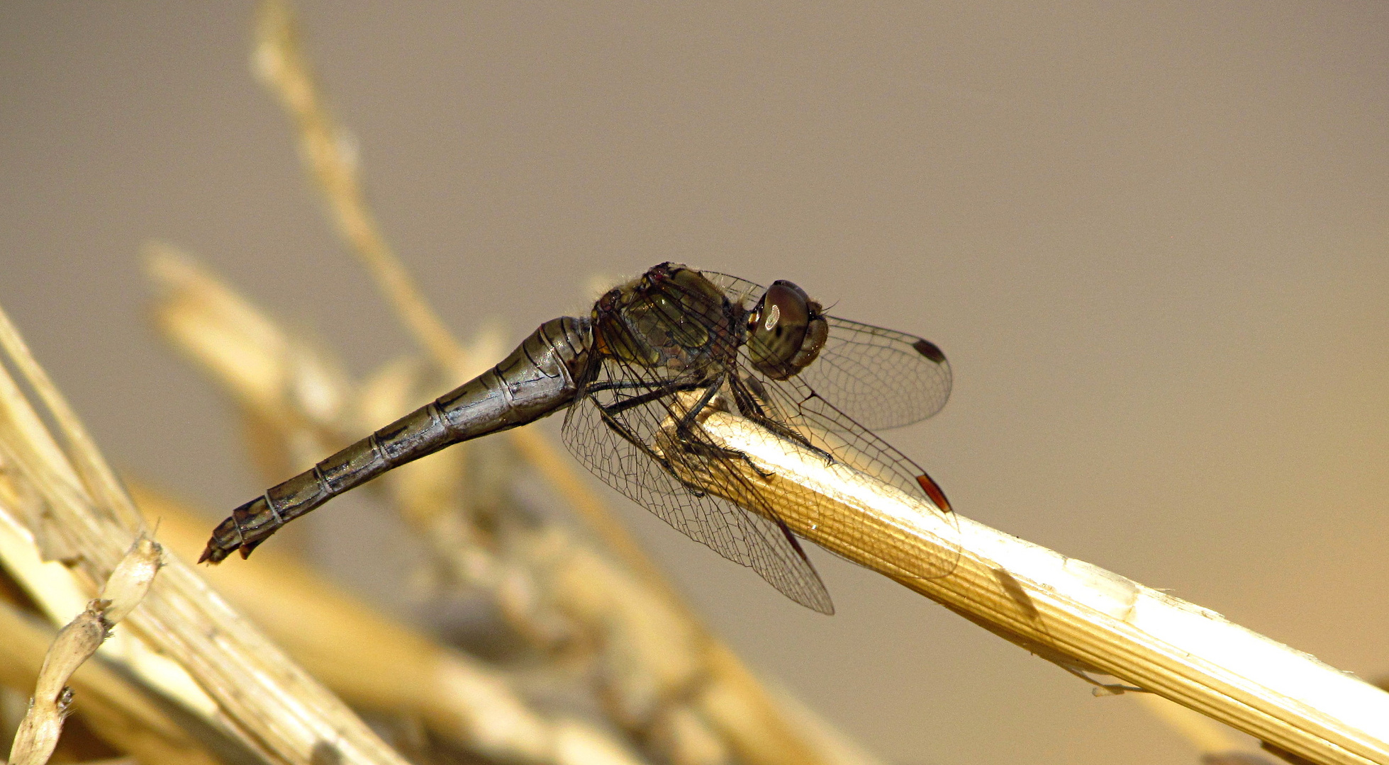 --- Große Heidelibelle (Sympetrum striolatum) --- 