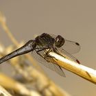 --- Große Heidelibelle (Sympetrum striolatum) --- 