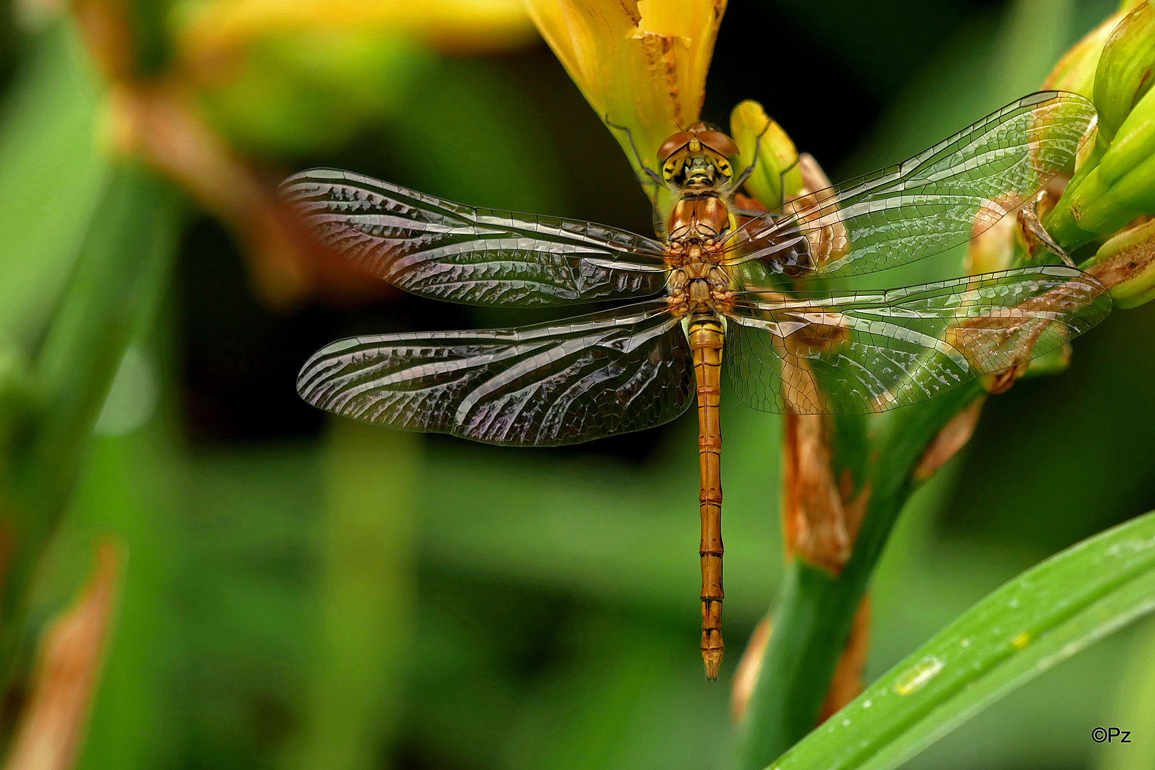 Große Heidelibelle (Sympetrum striolatum) ...