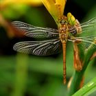 Große Heidelibelle (Sympetrum striolatum) ...