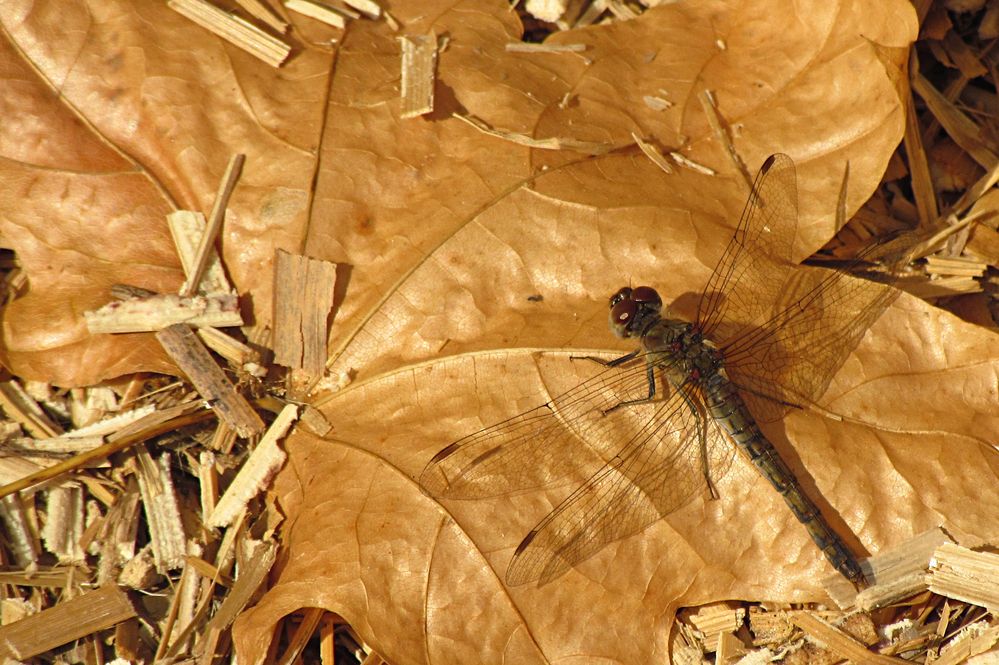 --- Große Heidelibelle (Sympetrum striolatum) ---