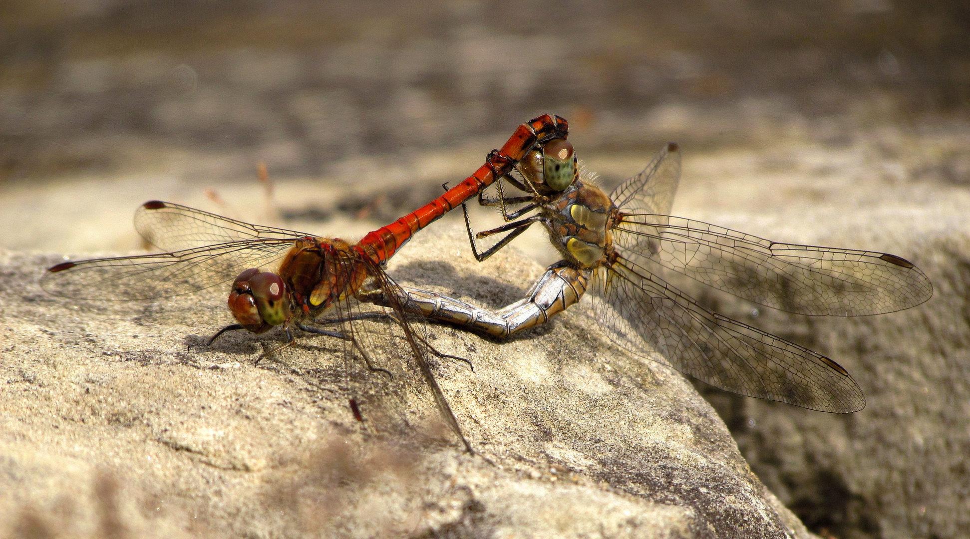 ... Große Heidelibelle (Sympetrum striolatum) ...