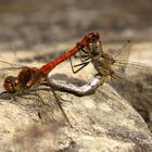 ... Große Heidelibelle (Sympetrum striolatum) ...