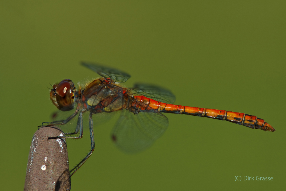 Große Heidelibelle - Sympetrum striolatum