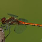 Große Heidelibelle - Sympetrum striolatum