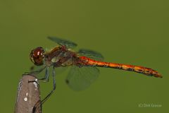 Große Heidelibelle - Sympetrum striolatum