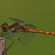 Groe Heidelibelle - Sympetrum striolatum