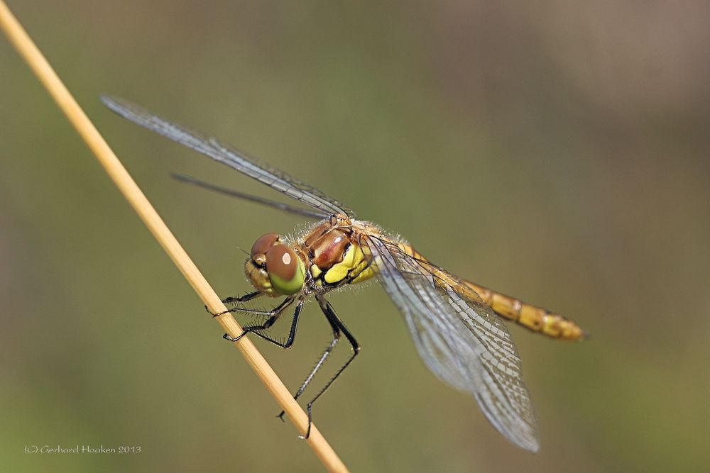 Große Heidelibelle (Sympetrum striolatum)