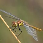 Große Heidelibelle (Sympetrum striolatum)