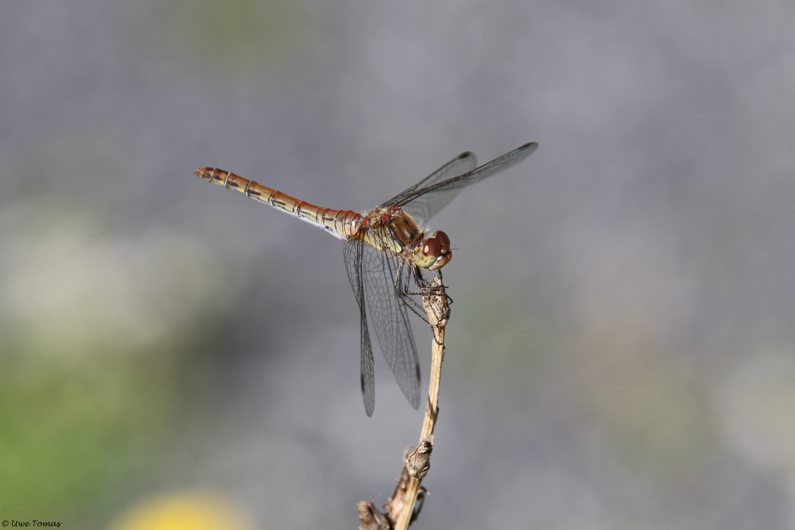 Große Heidelibelle (Sympetrum striolatum)