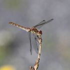 Große Heidelibelle (Sympetrum striolatum)