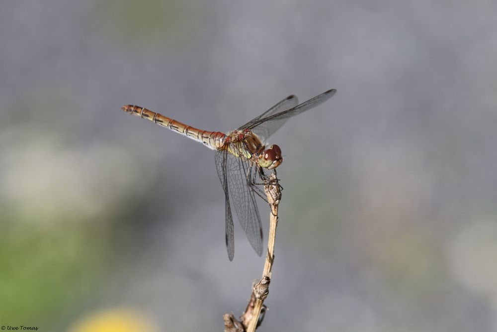 Große Heidelibelle (Sympetrum striolatum)