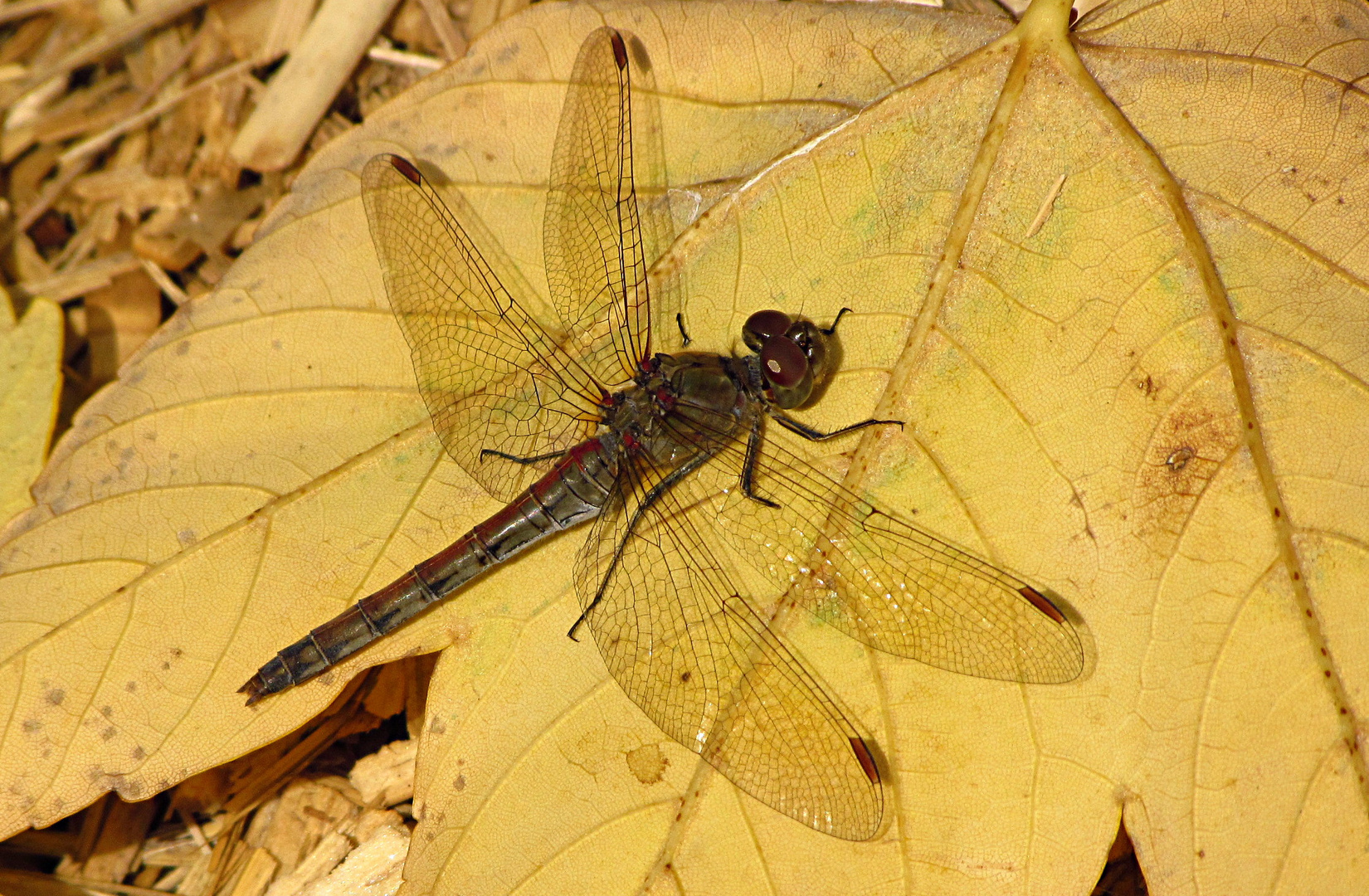 --- Große Heidelibelle (Sympetrum striolatum) ---