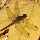 --- Große Heidelibelle (Sympetrum striolatum) ---