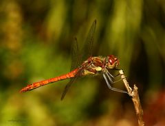 Grosse Heidelibelle (Sympetrum striolatum)