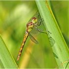 Große Heidelibelle (Sympetrum striolatum)