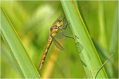 Große Heidelibelle (Sympetrum striolatum)