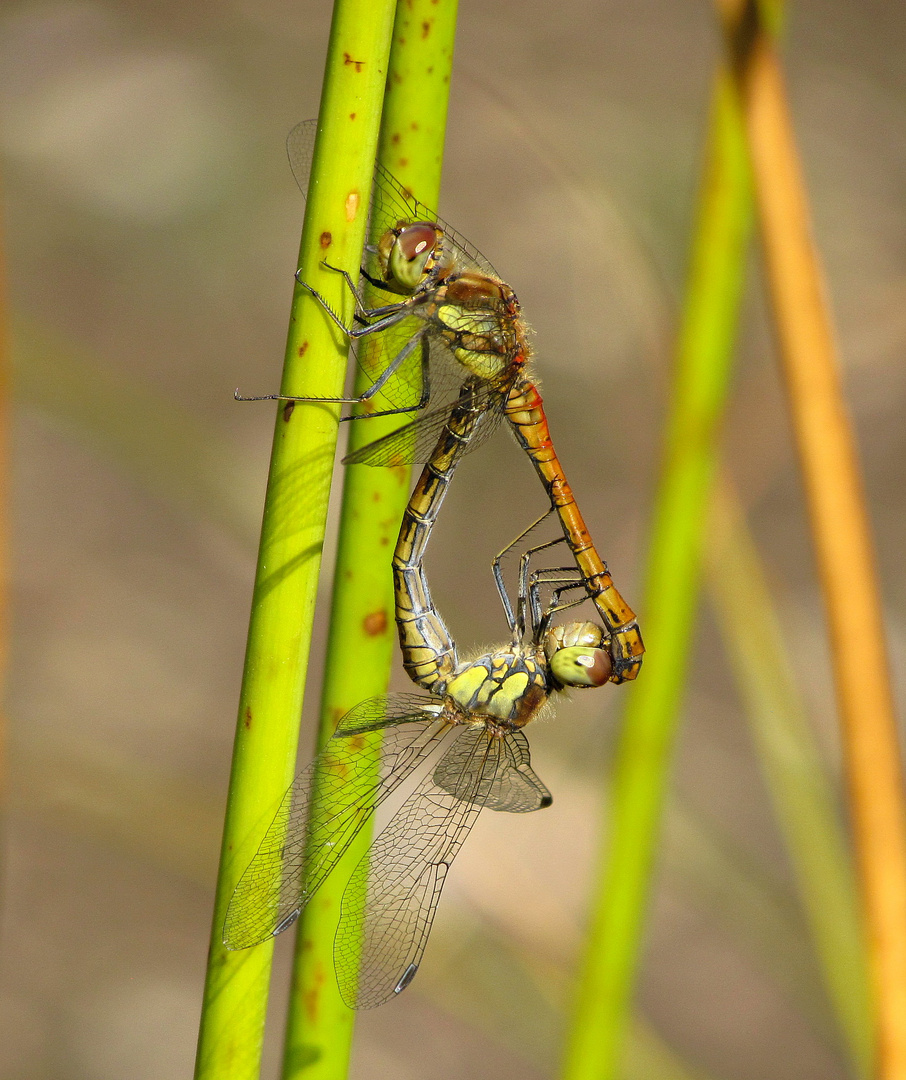 ... Große Heidelibelle (Sympetrum striolatum) ...