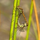 ... Große Heidelibelle (Sympetrum striolatum) ...