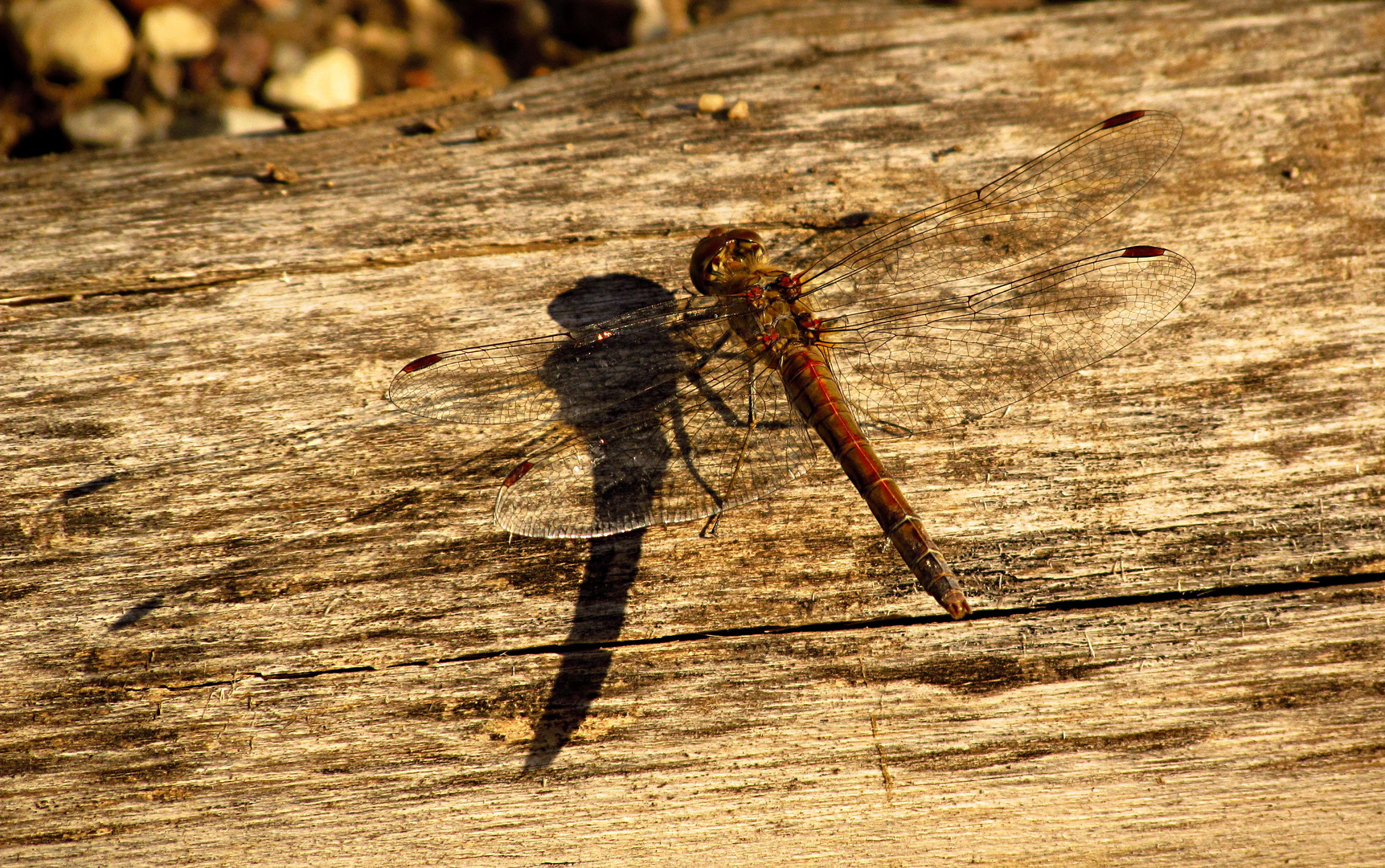 --- Große Heidelibelle (Sympetrum striolatum) ---