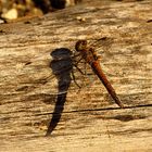 --- Große Heidelibelle (Sympetrum striolatum) ---