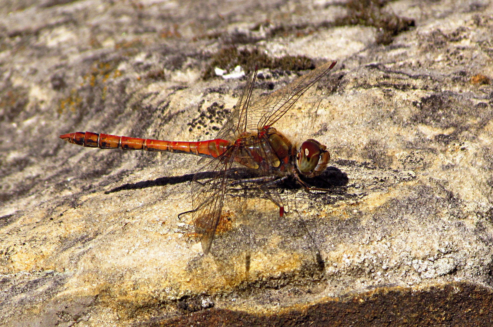 --- Große Heidelibelle (Sympetrum striolatum) --- 